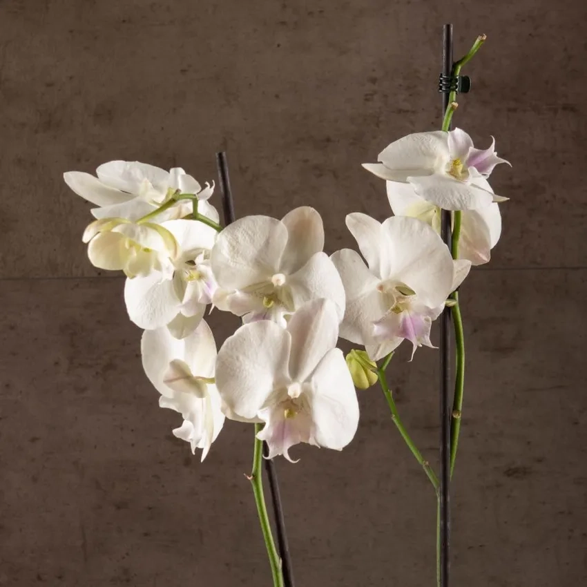 Lan hồ điệp văn phòng mang may mắn và tài lộc