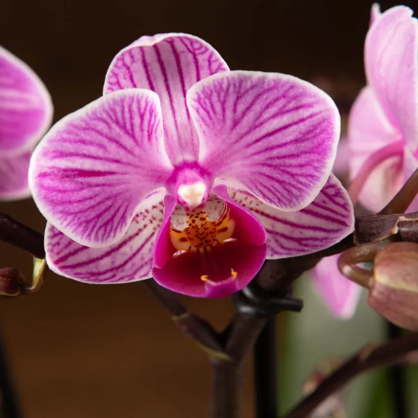 Lan hồ điệp tím sang trọng nổi bật phòng khách