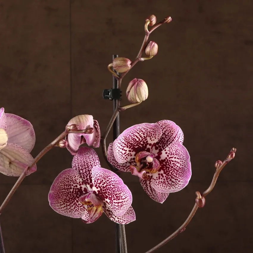 Lan hồ điệp hồng dịu dàng làm quà tặng