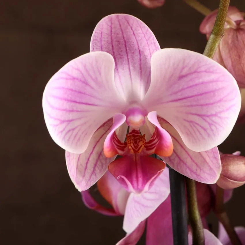 Lan hồ điệp tặng tết ý nghĩa chúc phúc