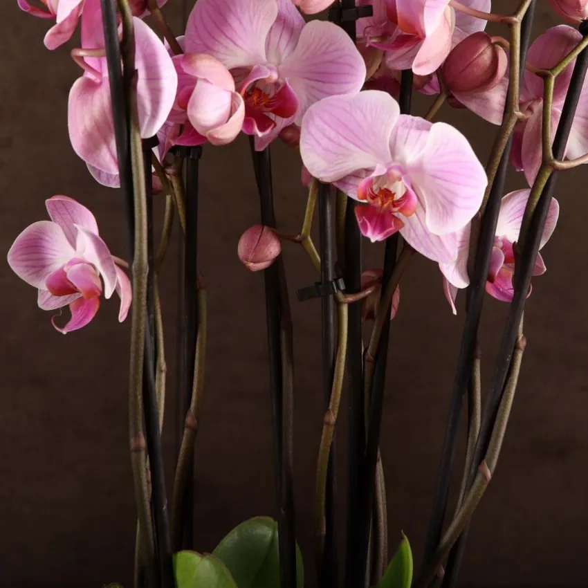 Lan hồ điệp sinh nhật gửi lời chúc ngọt ngào