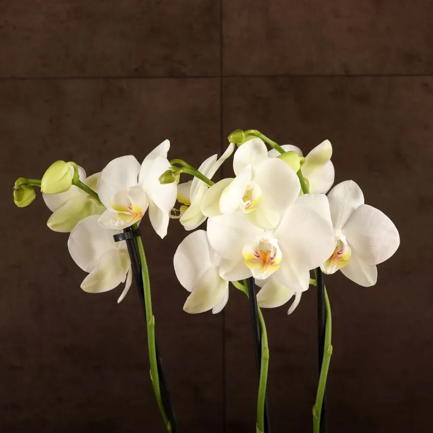 Lan hồ điệp công nghệ cao nở hoa bền lâu