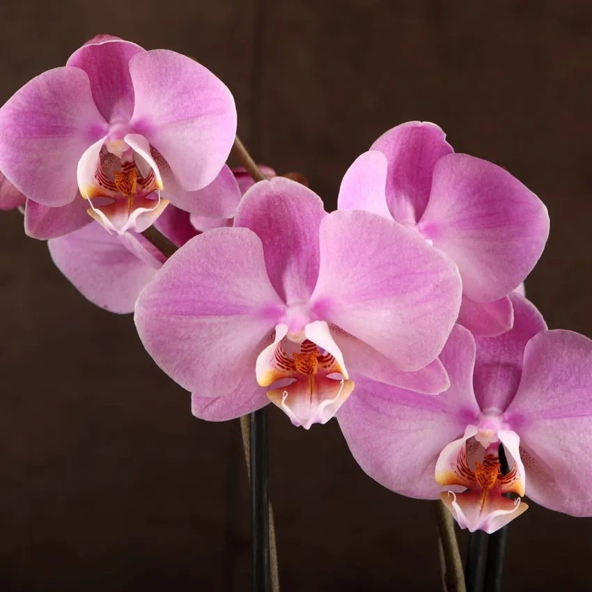 Lan hồ điệp lai độc đáo làm quà sang trọng