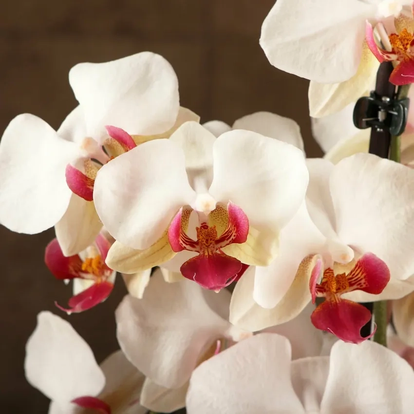 Lan hồ điệp lâu tàn giữ sắc đẹp dài ngày