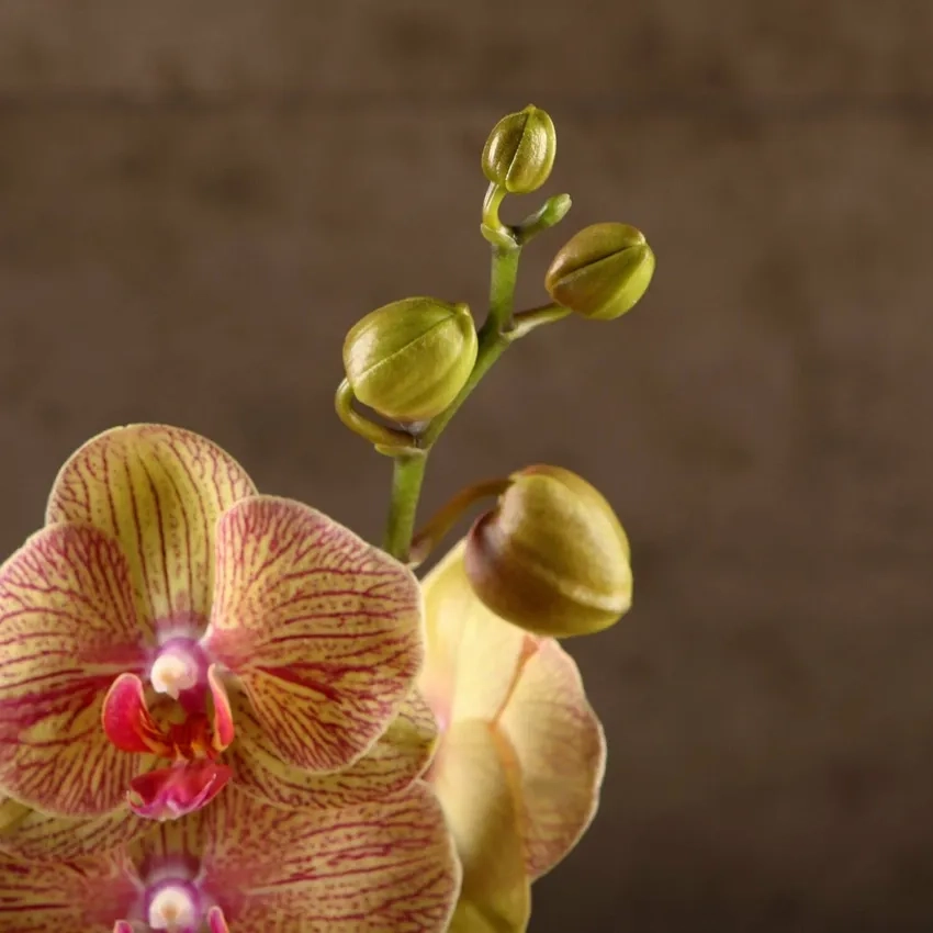 Lan hồ điệp đẹp khiến không gian thêm sang trọng