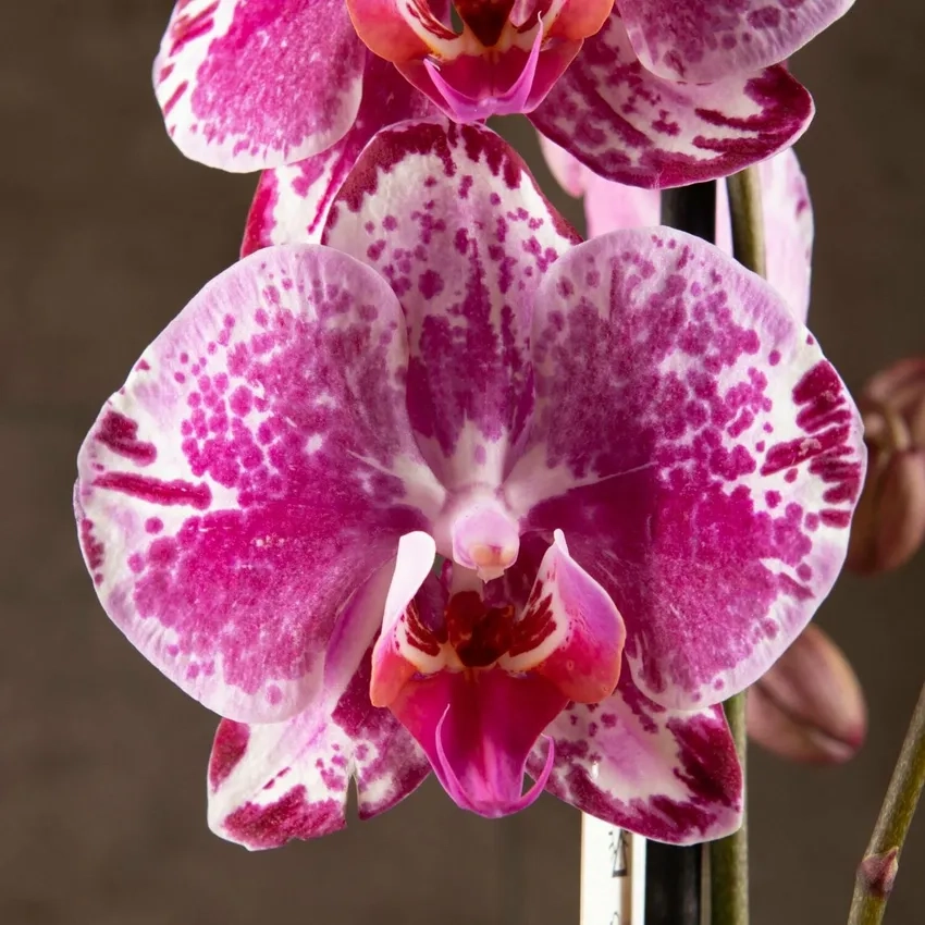 Lan hồ điệp phong thủy mang tài lộc và may mắn