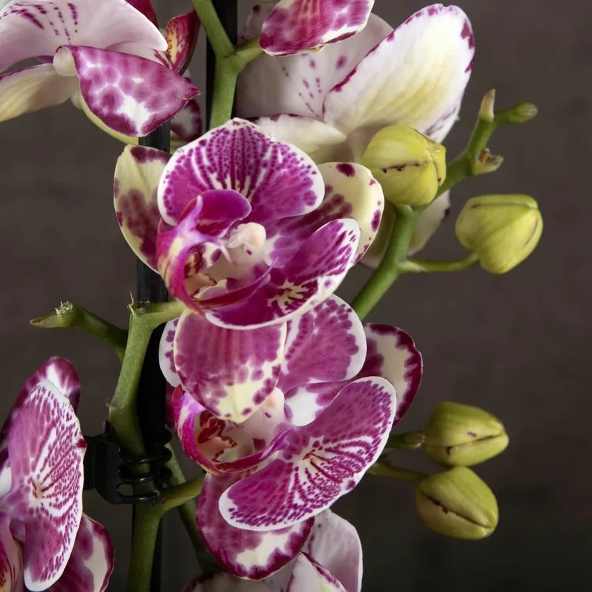 Lan hồ điệp nở hoa rực rỡ thu hút ánh nhìn