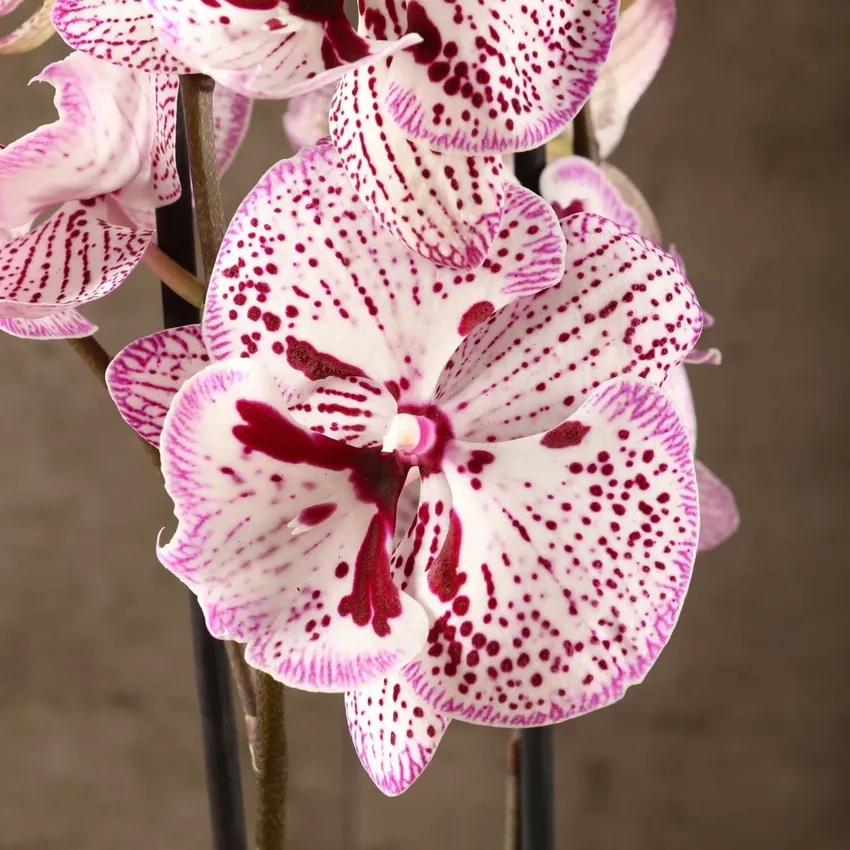 Lan hồ điệp giá rẻ nhưng vẫn chất lượng