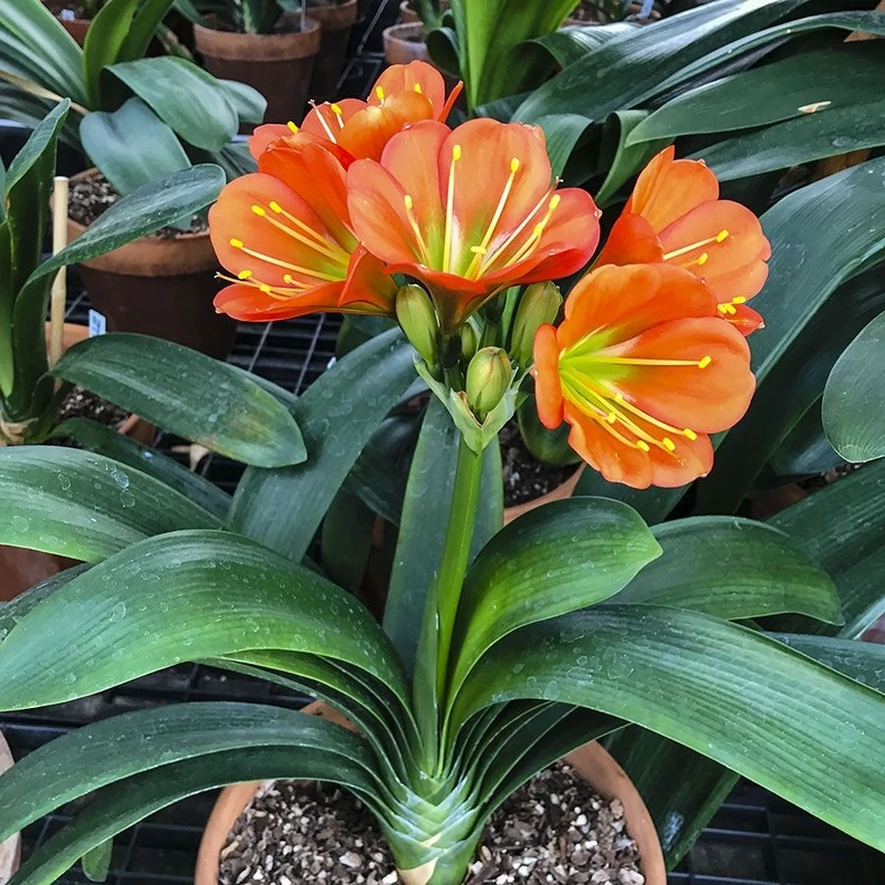 Ý nghĩa của hoa lan quân tử 