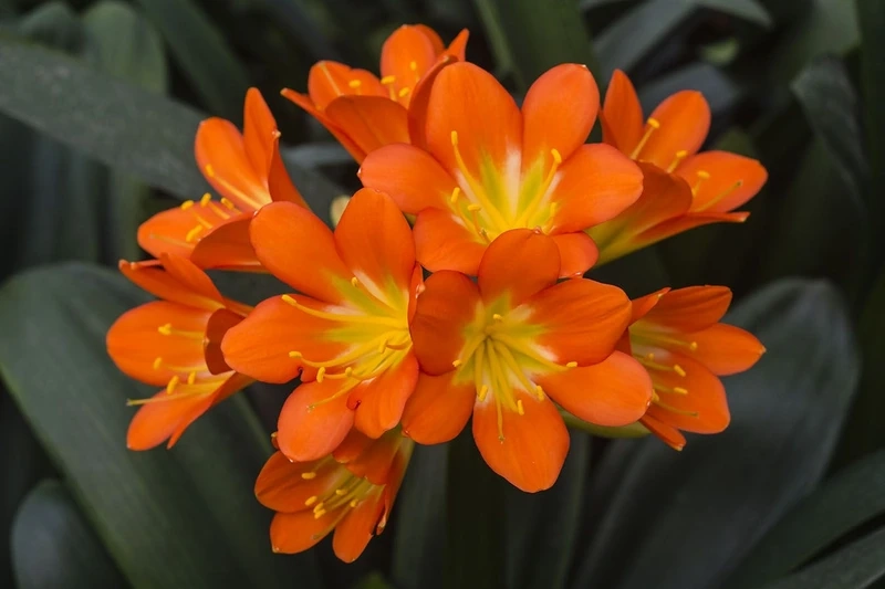 Ngắm vẻ thanh tao của hoa lan quân tử đẹp