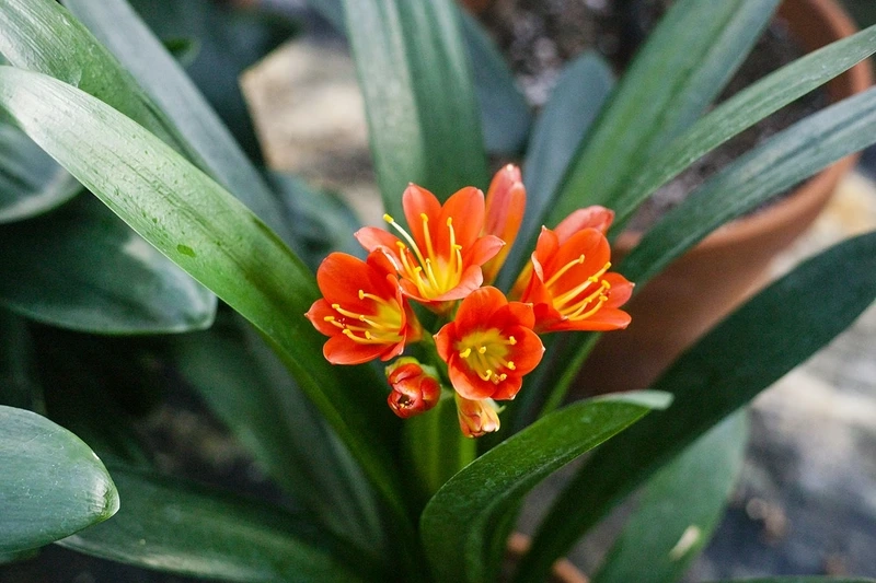 Khoảnh khắc nổi bật trong ảnh hoa lan quân tử