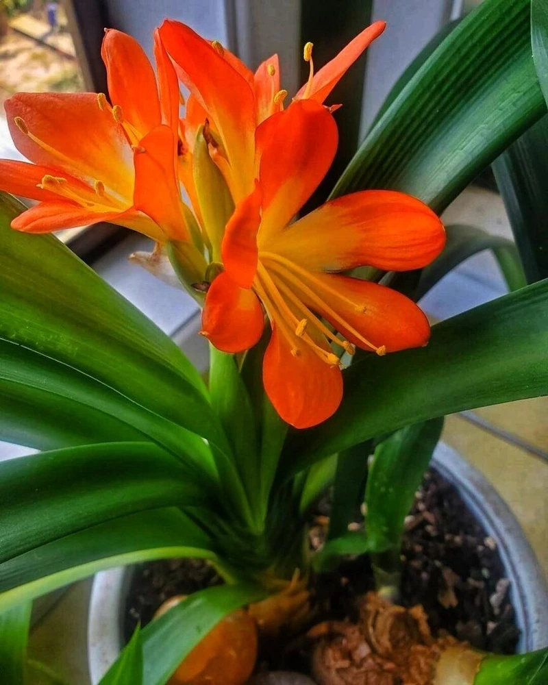 Chiêm ngưỡng sắc hoa qua hình ảnh hoa lan quân tử