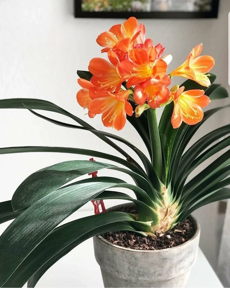 Vẻ đẹp sắc nét từ hoa lan quân tử full hd