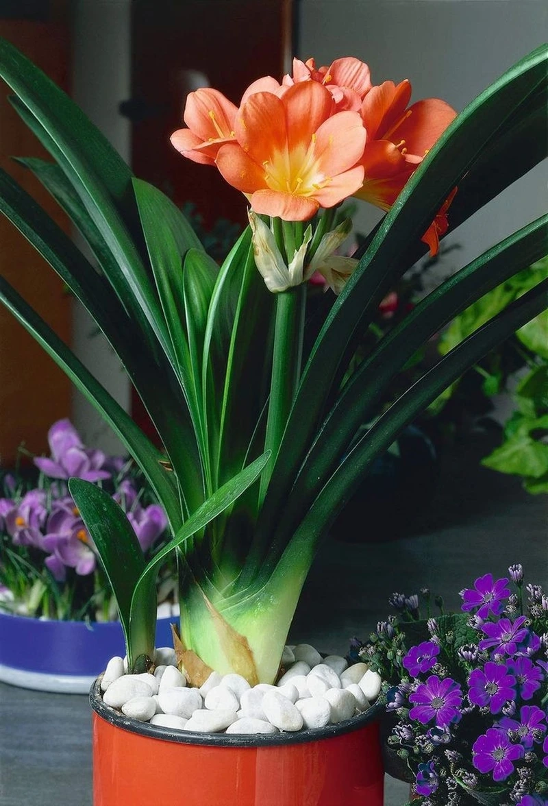 Không gian sang trọng cùng hoa lan quân tử cắm chậu