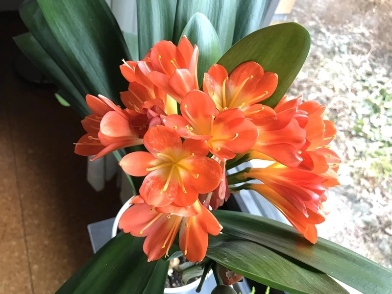 Làm mới màn hình với hoa lan quân tử hình nền