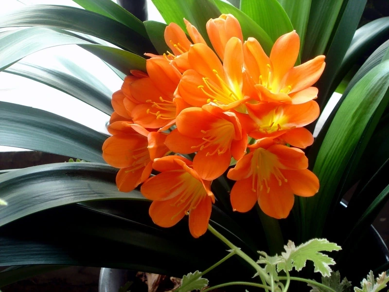 Ngắm sắc đẹp tự nhiên từ hoa lan quân tử bụi