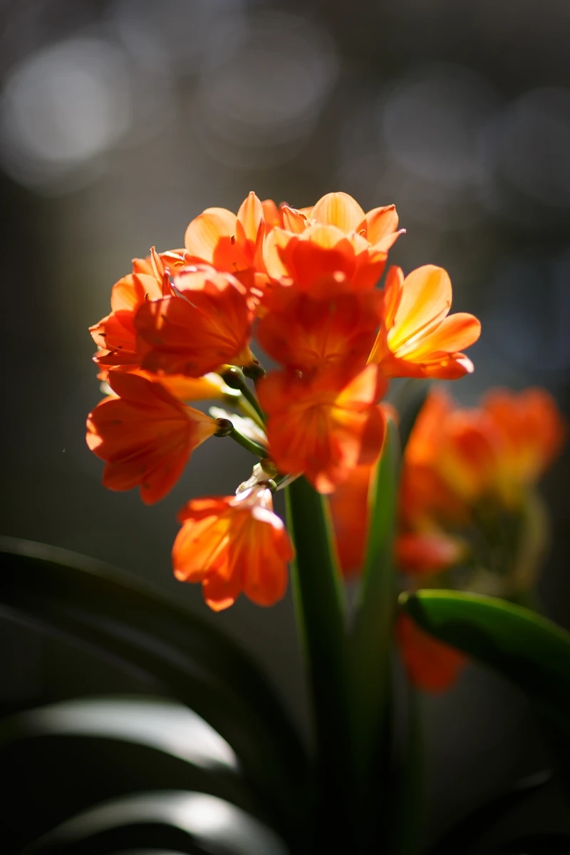 Hương sắc dịu dàng từ hoa lan quân tử hương thơm