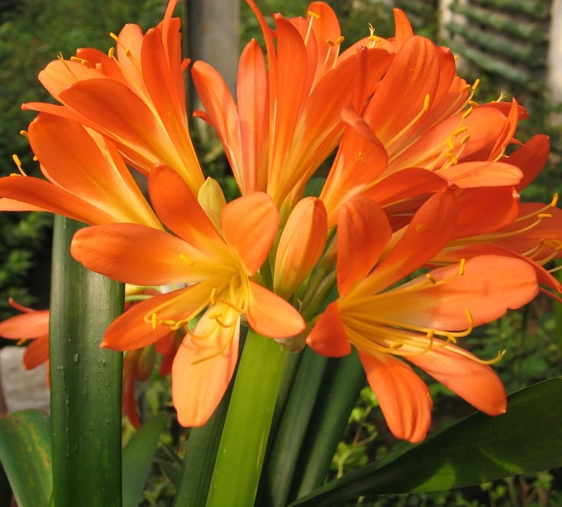 Vẻ đẹp quý phái của hoa lan quân tử sang trọng