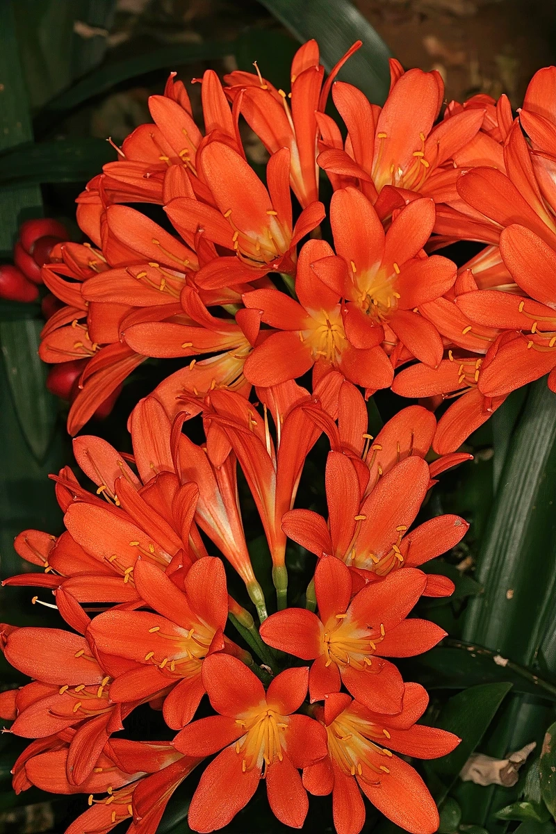 Nét đẹp hiếm có của hoa lan quân tử hiếm