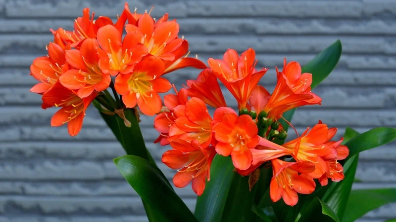 Sắc hoa nổi bật từ hoa lan quân tử chất lượng