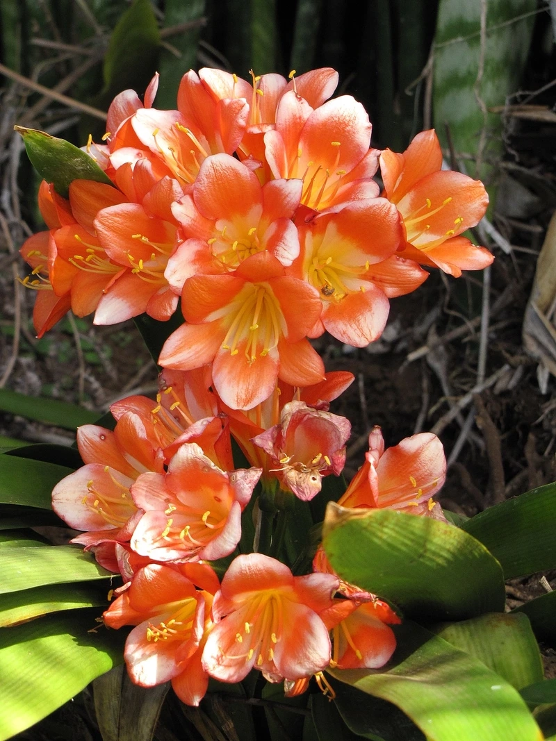 Sắc hoa đầy khí chất của hoa lan quân tử đẹp