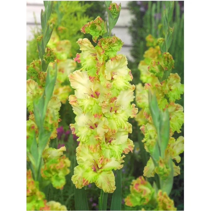 Khám phá ý nghĩa hoa lay ơn gửi thông điệp yêu thương