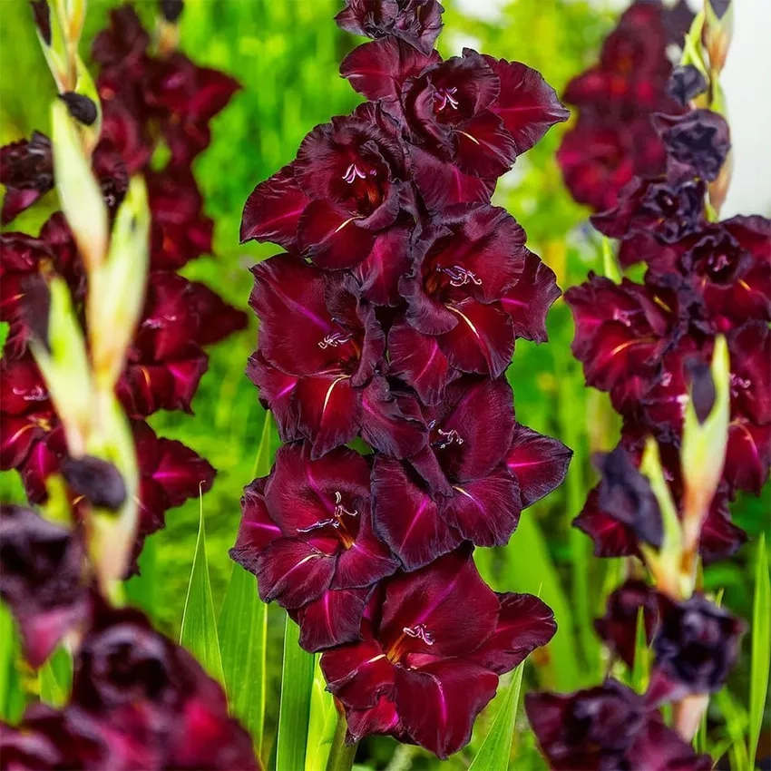 Hoa lay ơn tết rực rỡ đón xuân sum vầy