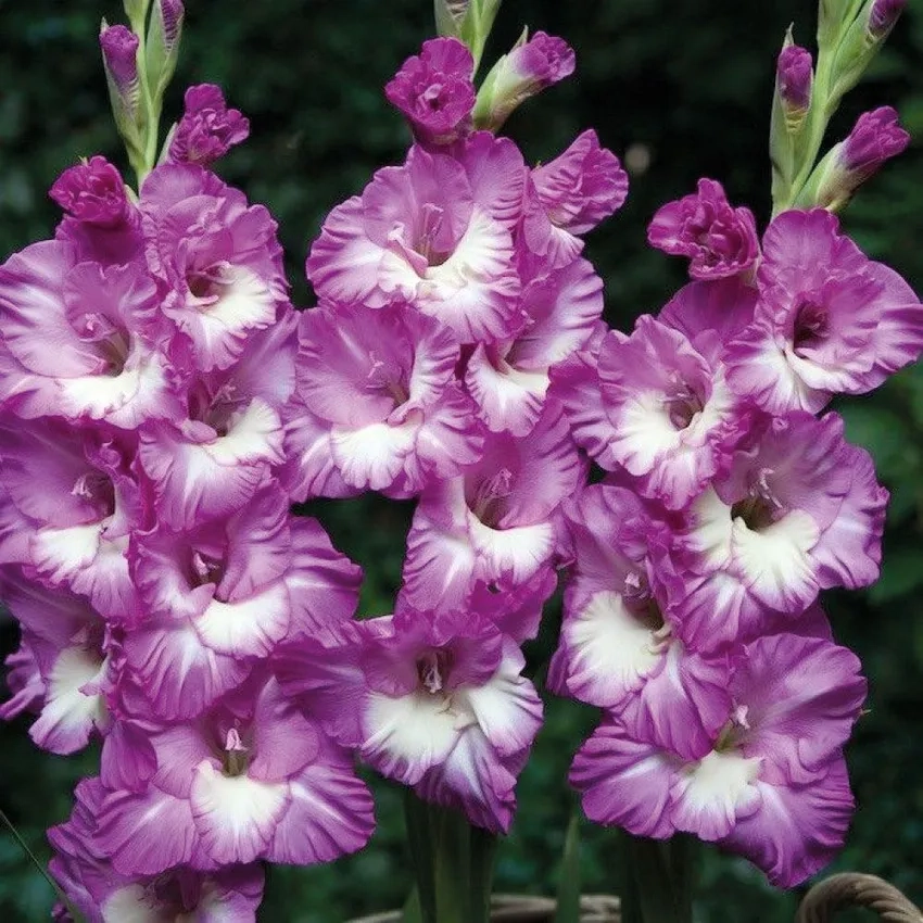 Hoa lay ơn cắm bình sang trọng trang trí bàn ăn