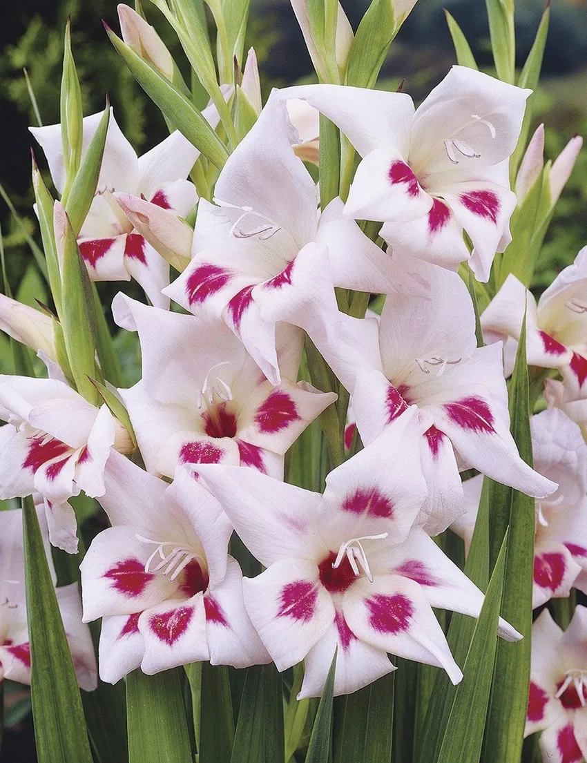 Chọn giống hoa lay ơn chuẩn đẹp cho vườn nhà