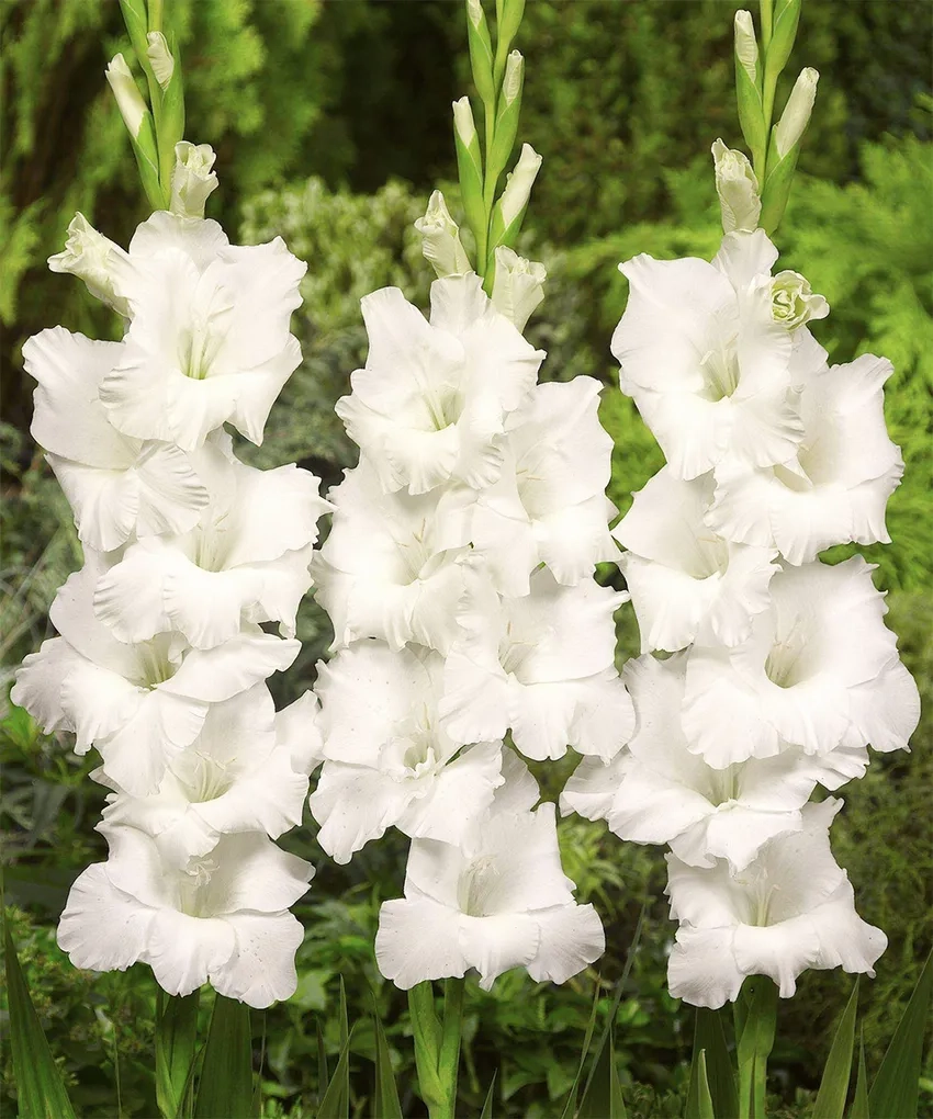 Thời vụ trồng hoa lay ơn thích hợp mùa xuân