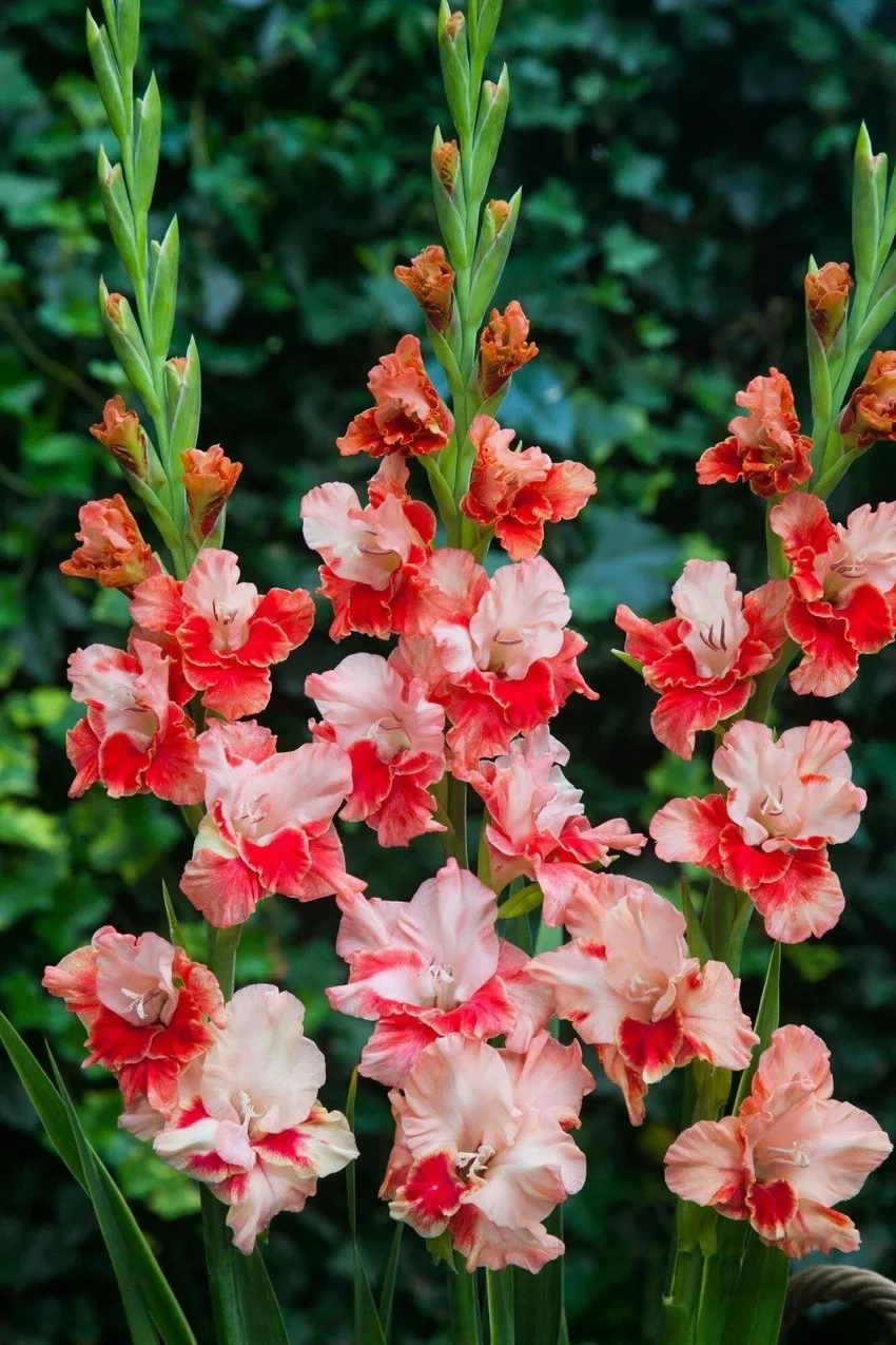 Lay ơn cắt cành đẹp dùng trang trí nhà và quà tặng