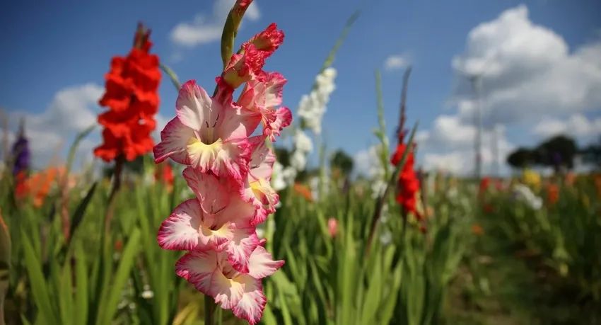 Hoa dơn rực rỡ tô điểm vườn thêm sinh động