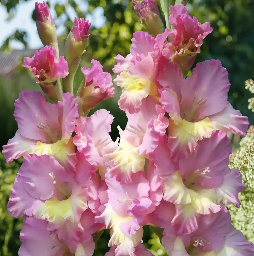 Gladiolus khoe sắc tinh tế trong vườn xuân