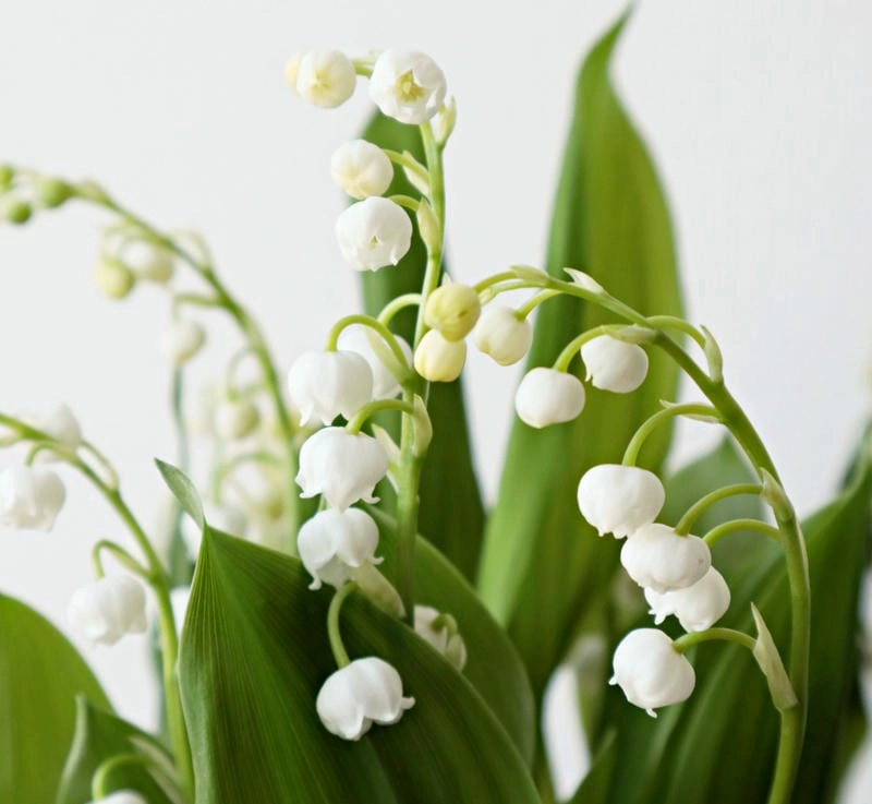 Hình ảnh hoa linh lan nhẹ nhàng và trong trẻo