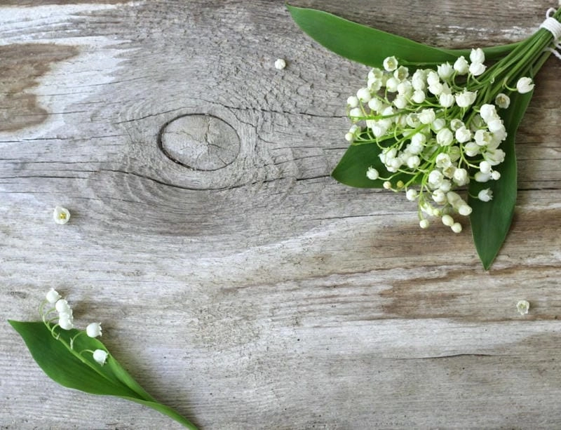 Hoa linh lan hình nền mang sắc trắng tinh tế