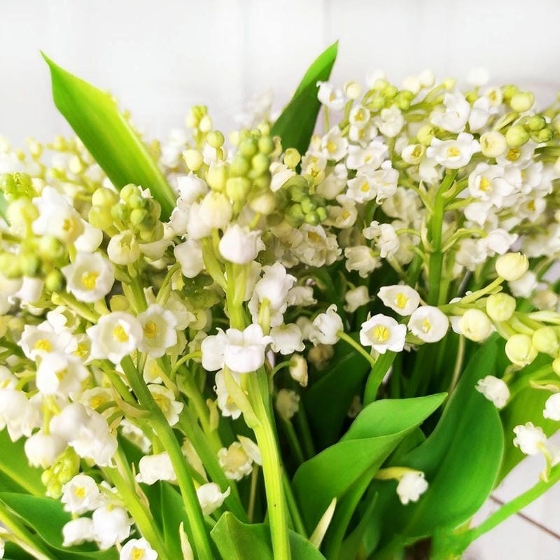 Hoa linh lan 4K sắc nét từng cánh mềm mại