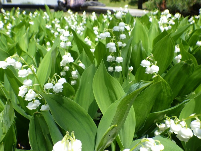 Hoa linh lan lãng mạn như khúc ca mùa xuân