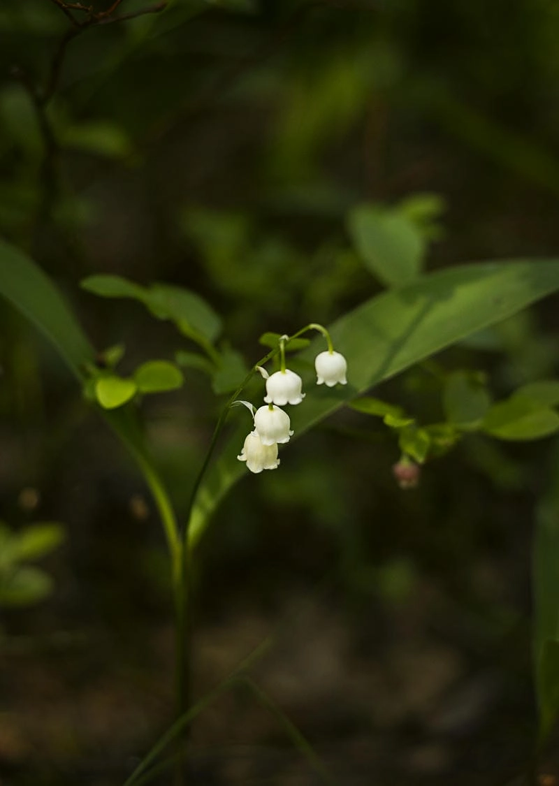 Hoa linh lan buồn gợi câu chuyện lặng thầm