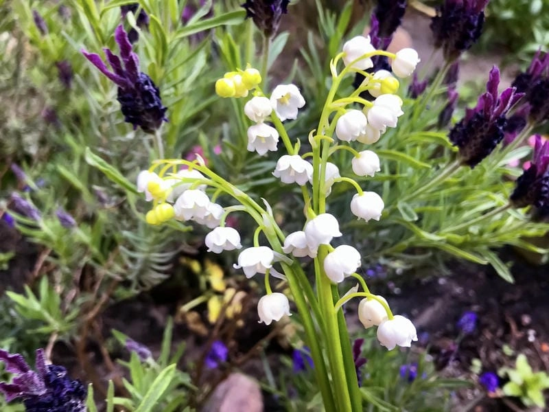 Hoa linh lan phong cách tạo điểm nhấn tinh tế