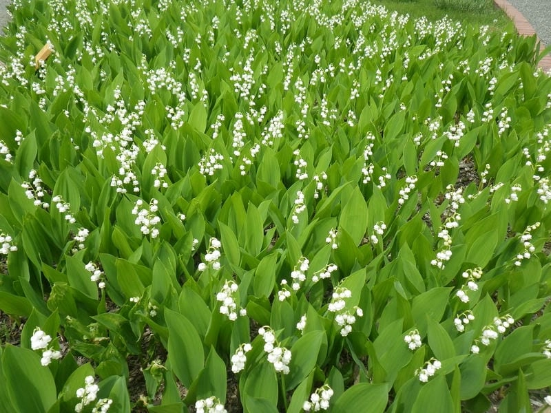Hoa linh lan thẩm mỹ nhẹ nhàng và tinh khôi
