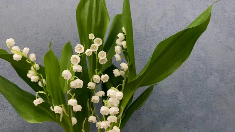 Hoa linh lan rực rỡ dù nhỏ bé mong manh