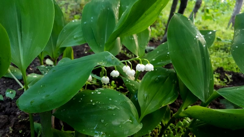 Hoa linh lan nghệ thuật đẹp như tranh vẽ