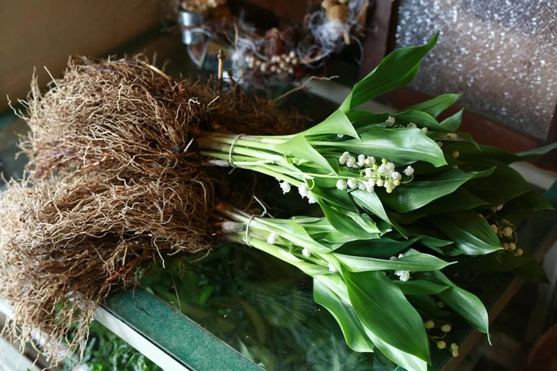 Hoa linh lan ảnh đẹp đầy vẻ dịu dàng