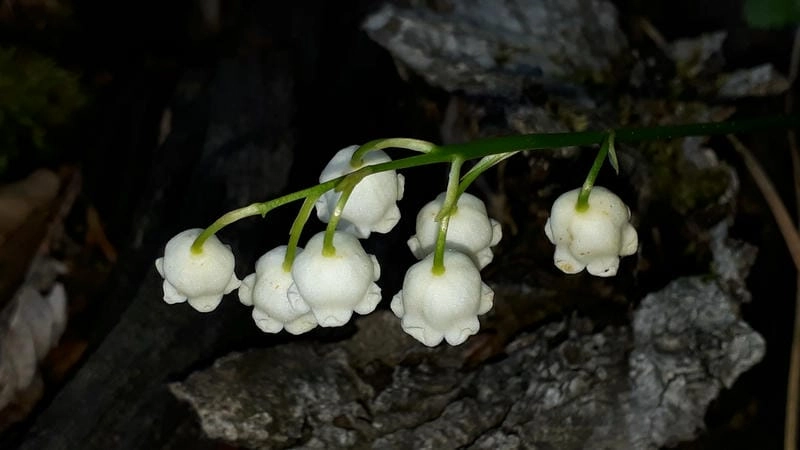 Hoa linh lan trang trí mang cảm giác yên bình