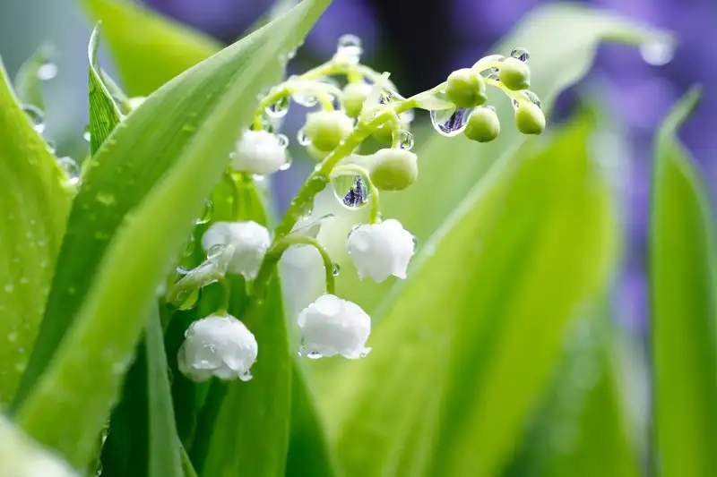 Hoa linh lan Full HD nổi bật vẻ thuần khiết