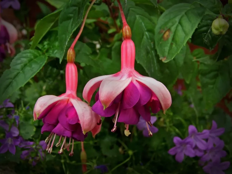 Hoa lồng đèn vẽ tay tinh tế nghệ thuật