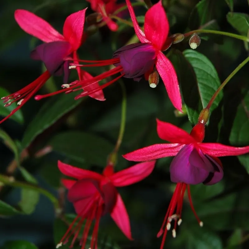 Chiêm ngưỡng hoa lồng đèn đẹp tinh tế