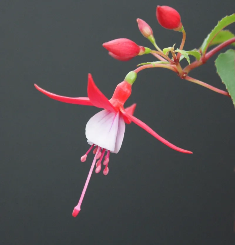 Ảnh hoa lồng đèn nghệ thuật đầy cuốn hút