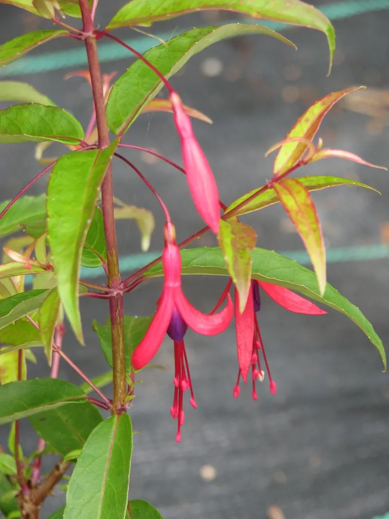 Sắc nét hoa lồng đèn đen trắng tối giản