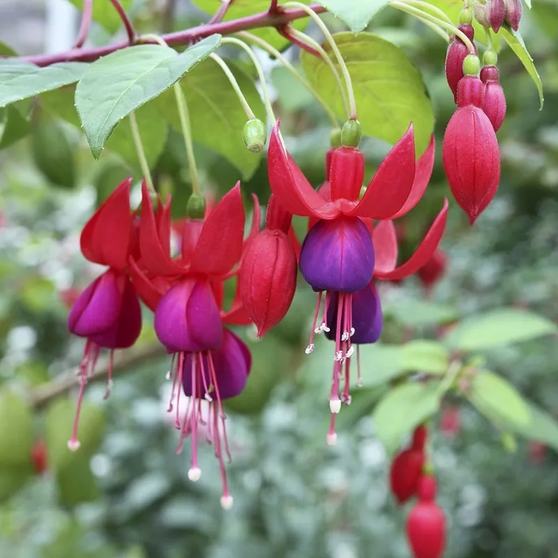 Hoa lồng đèn độc đáo như đèn lồng nhỏ